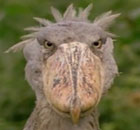 Walk on the Wild Side with the BBC reminds me of Creature Comforts