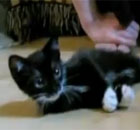 The fainting kittens and fainting goats with myotonia congenita